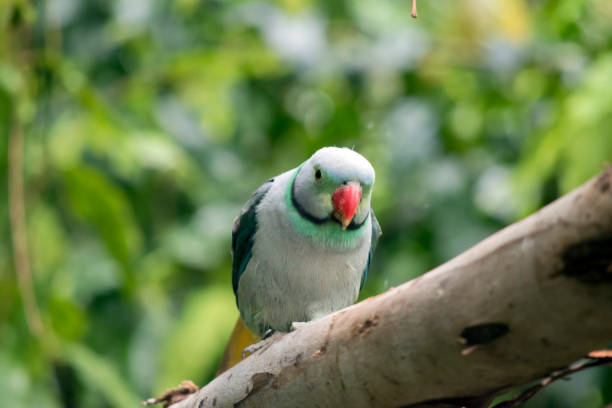 istock the malabar parakeet has an orange beak is a light blue and green with a stripe around its neck 1481789764
