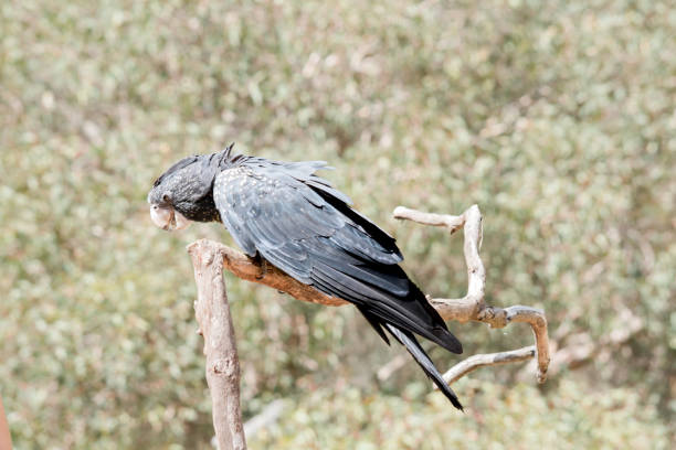 istock this is a side view of a white tailed black cockatoo 1481790157