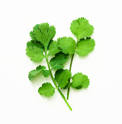 coriander or cilantro leaves isolated on white background