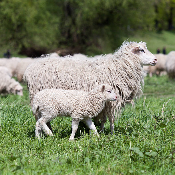 istock Mother & Baby sheep 148179523