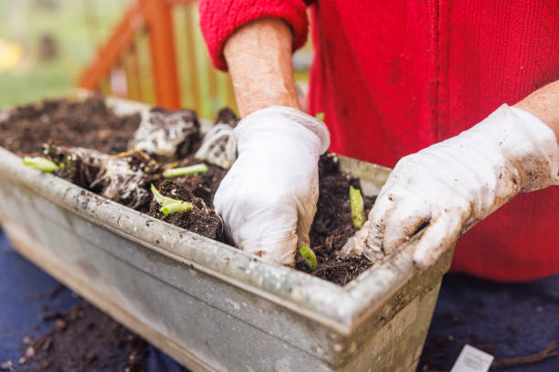 istock Spring onion planting, close-up with focus on  hands. 1481804453