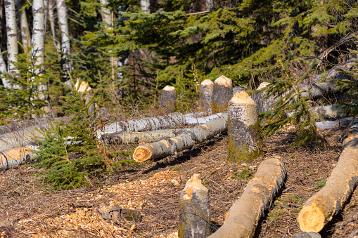 Trees cut down by beavers and fallen logs. Gnawed tree stumps with teeth marks. Environmental damage from animal behavior.