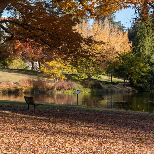 istock It is raining leaves in the UC Davis Arboretum 1481805527