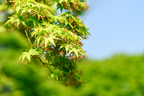 Fresh green maple in springtime against clear sky.
