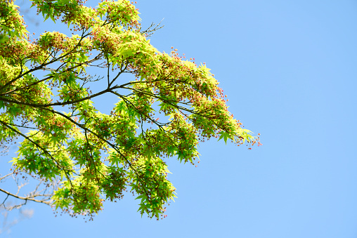 Low angle view of fresh green maple in springtime against clear sky.
