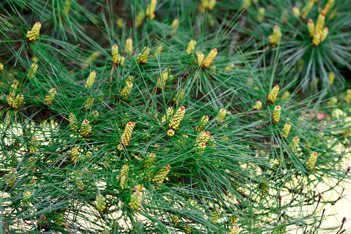 Japanese Pine Tree in springtime with shallow depth of field.