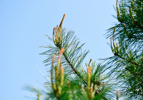 Japanese Pine Tree against clear sky with copy space.