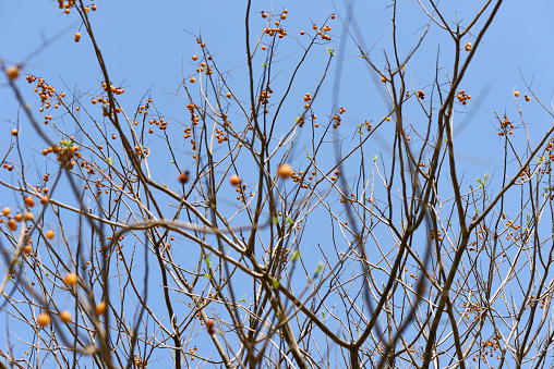 Ripe nutmeg fruit with fresh green leaves growing on the tree in springtime against clear sky.