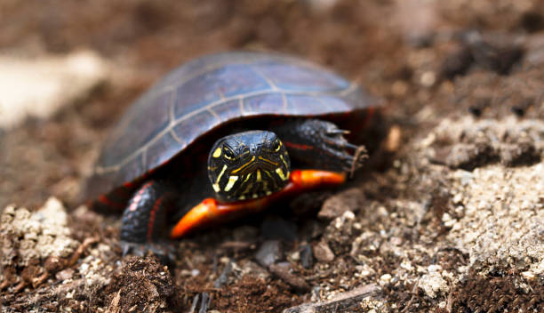 la tortue patauge dans la terre avec la tête qui dépasse de la coquille - turtle photos et images de collection