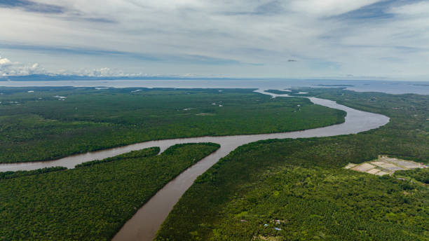 istock Mangroves in Borneo, Malaysia. 1481808820