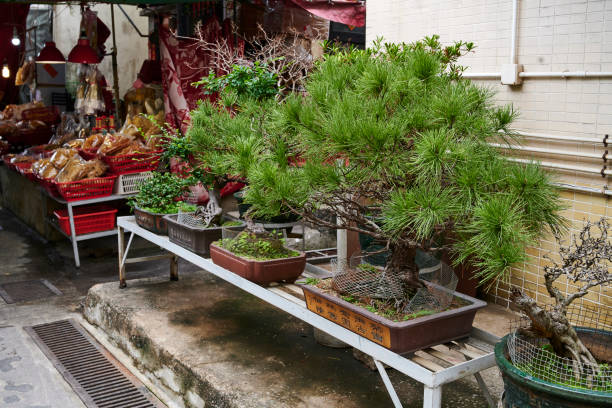 Bonsai trees outside an home in Tai O, a fishing village in Lantau Island. Hong Kong, China.