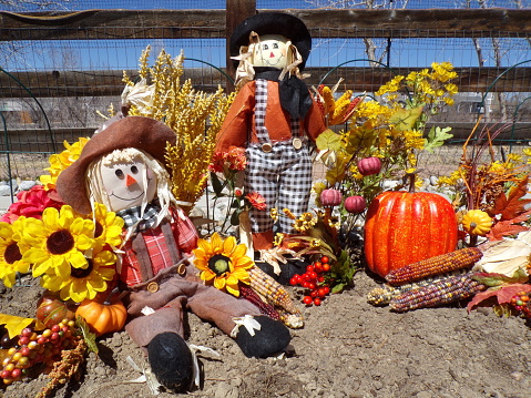 Close up of scarecrows in field of pumpkins.