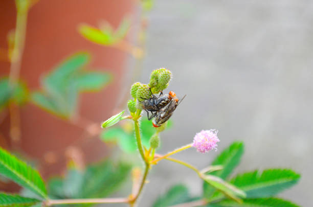 mating fly insect isolated, the nautr concept