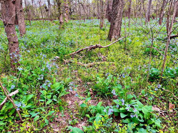Corydalis cava