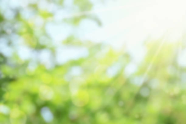 istock blurred nature background. Green blurred natural background with bokeh. Sunlight shines through green leaves. Garden. 1481811947