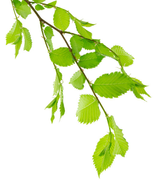 istock linden tree branch isolated on a white background with space for your text. Green leaves. spring background . Linden 1481812066