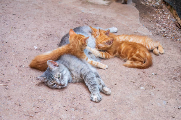 istock Mother cat resting on a concrete floor and nursing her three ginger kittens. Three ginger kittens drink milk from their gray mother cat lying on the ground, otdoors. 1481814553