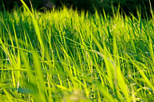 Tall blades of green grass at dusk.