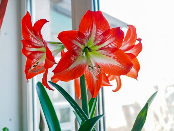 istock big red delicate beautiful amaryllis flower, macro 1481815644