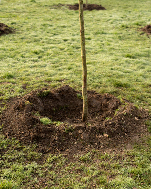 istock small tree growing with sunshine in garden. eco concept 1481816485