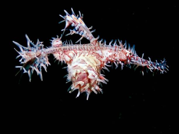 istock Underwater closeup of white and red ornate ghost pipefish 1481816509