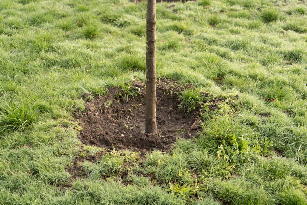 istock small tree growing with sunshine in garden. eco concept 1481816540
