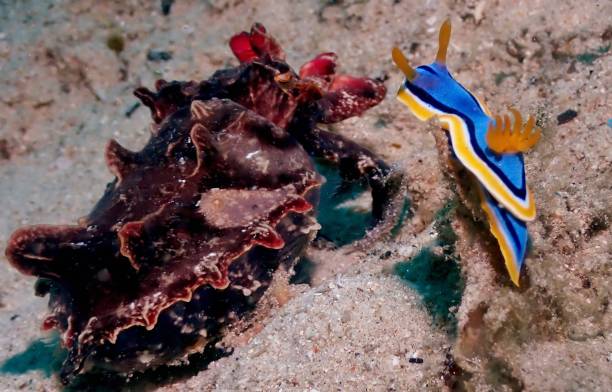 istock A nudibranch and Flamboyant cuttlefish on a sandy sea floor. 1481816567