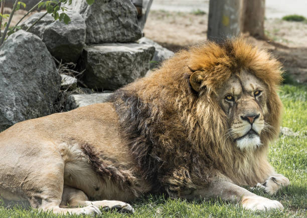 istock Portrait of a lion. 1481817559