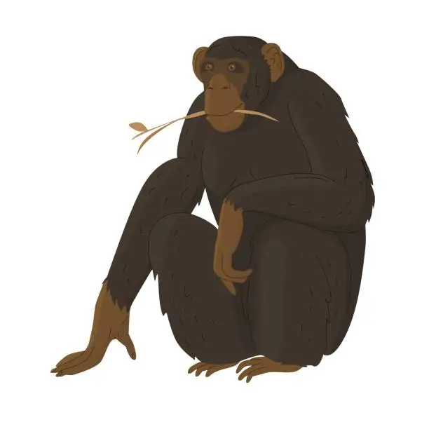 Vector illustration of A chimpanzee, a anthropoid brown-furred ape, sits with a blade of grass in its mouth. Images for nature reserves, zoos and children's educational paraphernalia. Vector illustration. Isolated object.