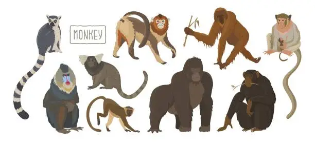 Vector illustration of Set of 9 different types of monkeys. Variety of primates, mammals animals. Images for nature reserves, zoos and children's educational paraphernalia. Vector illustration. Isolated objects.