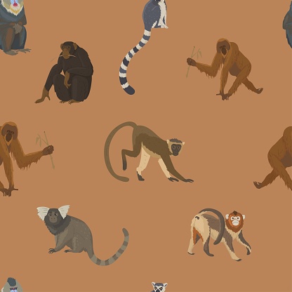 Pattern with different types of monkeys. Variety of primates, mammals animals. Images for nature reserves, zoos and children's educational paraphernalia. Vector illustration. Isolated objects.