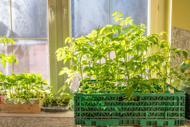 istock seedlings on windows at home. growing vegetables at home. 1481819022