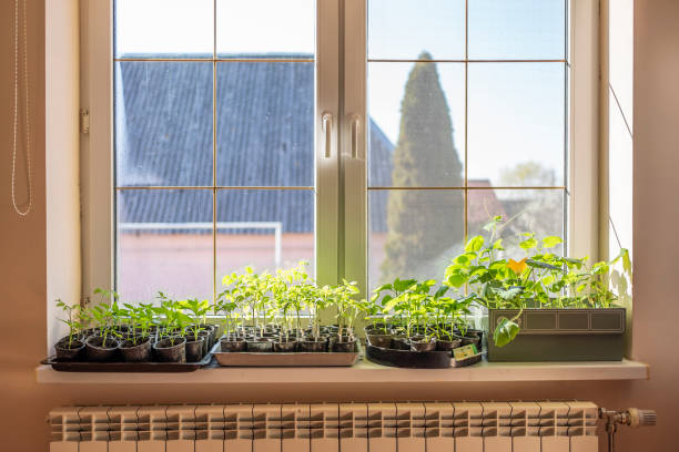 istock seedlings on windows at home. growing vegetables at home. 1481819032