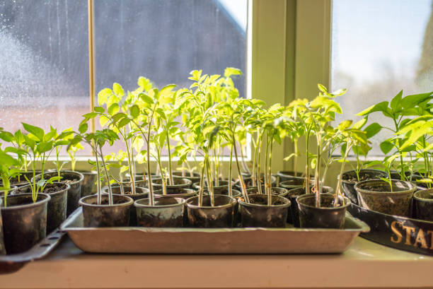 istock seedlings on windows at home. growing vegetables at home. 1481819033