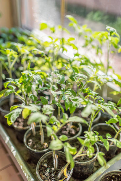 istock seedlings on windows at home. growing vegetables at home. 1481819041