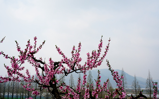 Pink peach blossoms in a rural peach farm in Korea (April 7, 2023, Hwasun-gun, Jeollanam-do, South Korea)