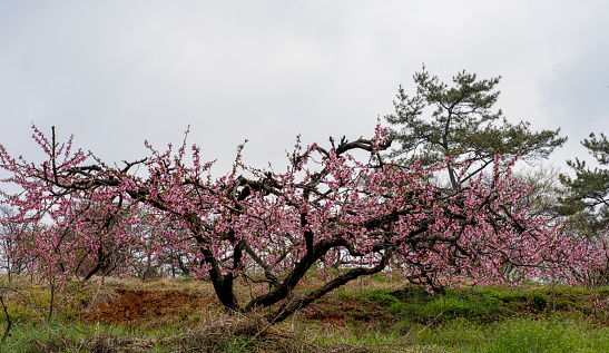 Pink peach blossoms in a rural peach farm in Korea (April 7, 2023, Hwasun-gun, Jeollanam-do, South Korea)