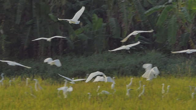 Group of Great egret bird flying slow motion in wetland.