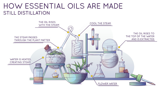 Technological production of essential oil and flower water. Infographic banner. Steam distillation apparatus. Vector illustration of making tea tree oil in a chemical laboratory.