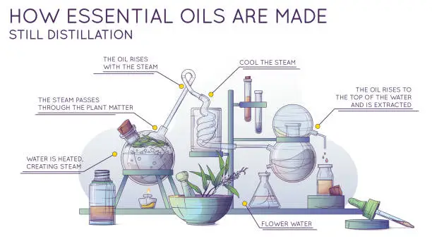 Vector illustration of Technological production of essential oil and flower water. Infographic banner.