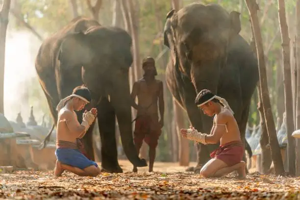 Moment of a two male muay thai practitioner demonstrating muaythai techniques and skill during sunset moments with a mahout and two elephants at the background
