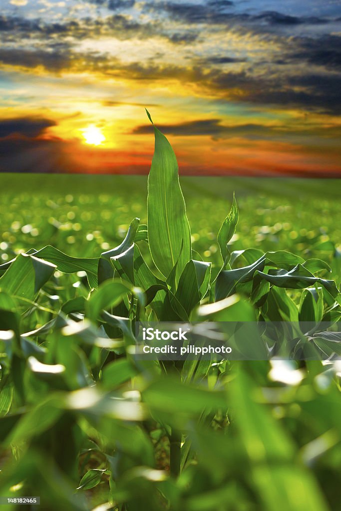 Campo de maíz en la puesta de sol - Foto de stock de Maíz - Alimento libre de derechos