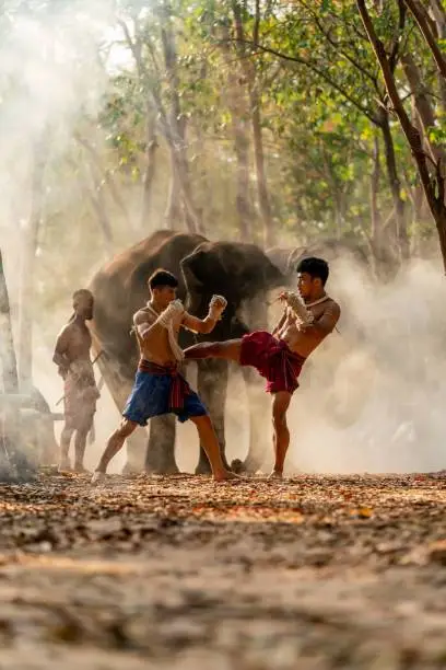 Moment of a two male muay thai practitioner demonstrating muaythai techniques and skill during sunset moments with a mahout and two elephants at the background