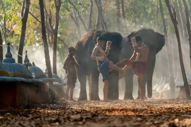 Moment of a two male muay thai practitioner demonstrating muaythai techniques and skill during sunset moments with a mahout and two elephants at the background