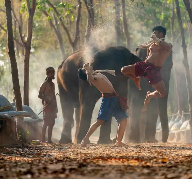 Moment of a two male muay thai practitioner demonstrating muaythai techniques and skill during sunset moments with a mahout and two elephants at the background