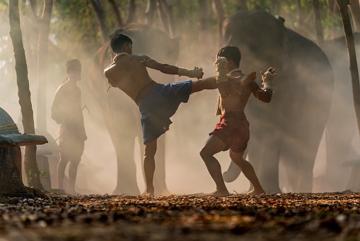Moment of a two male muay thai practitioner demonstrating muaythai techniques and skill during sunset moments with a mahout and two elephants at the background