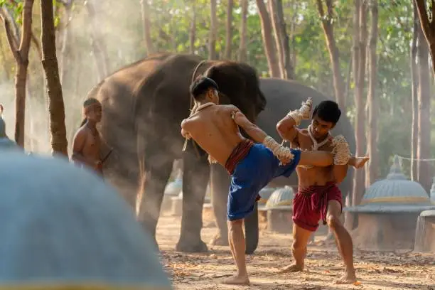 Moment of a two male muay thai practitioner demonstrating muaythai techniques and skill during sunset moments with a mahout and two elephants at the background