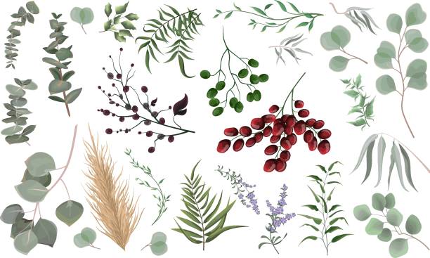 печатать - fern frond leaf illustration and painting stock illustrations