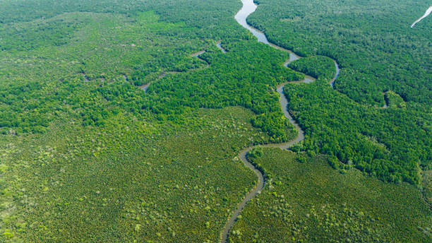 istock Mangroves in Borneo, Malaysia. 1481826665
