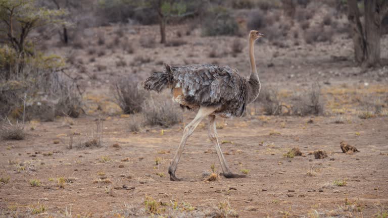SLOW MOTION ostrich walking on wildlife reserve